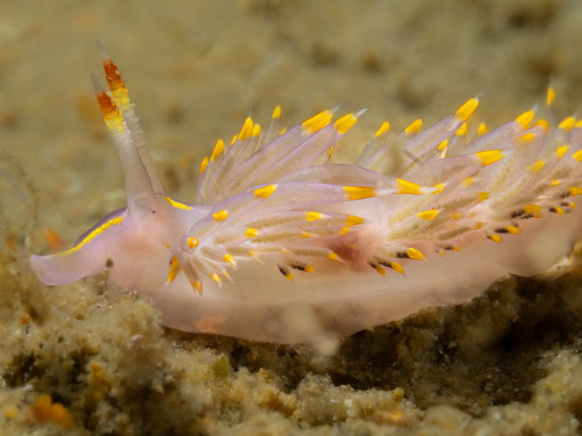 Friday - Dive San Carlos - 2 Tank Coastal Dive - 2:00 PM