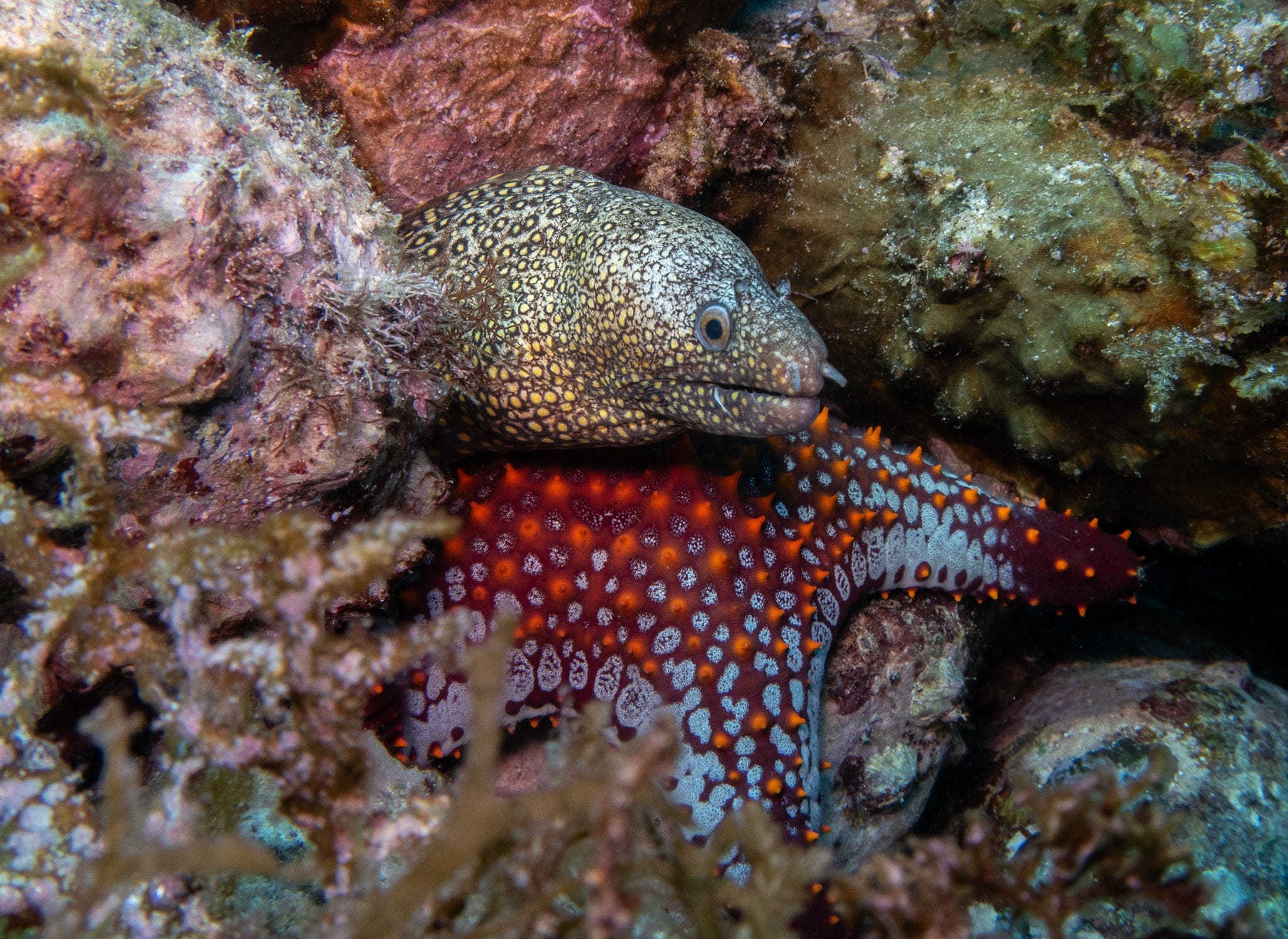 Monday - Dive San Carlos - 1 Tank Night Dive - 5:00 PM