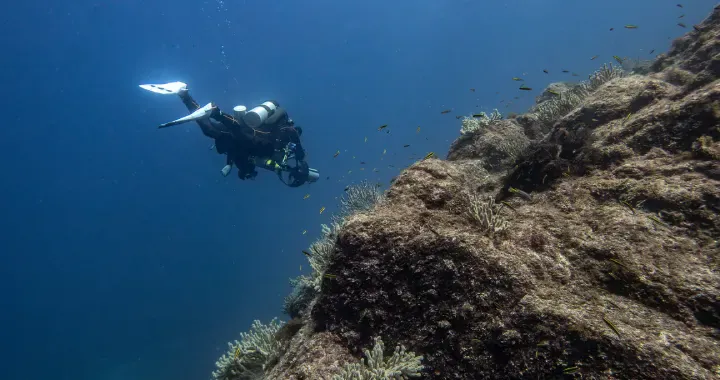 ON DEMAND - Dive San Carlos - Single Day Dive Trips - Image 2