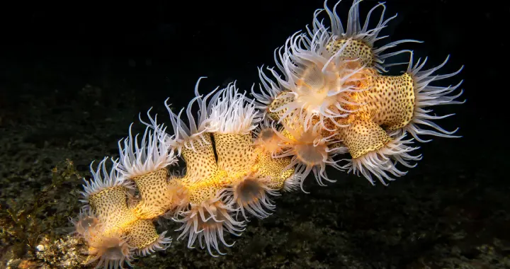 ON DEMAND - Dive San Carlos - Single Day Dive Trips - Image 6