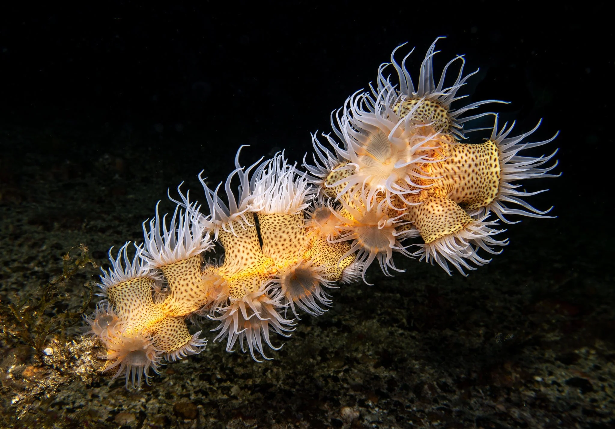 Saturday - Dive San Carlos - 1 Tank Night Dive - 6:00 PM