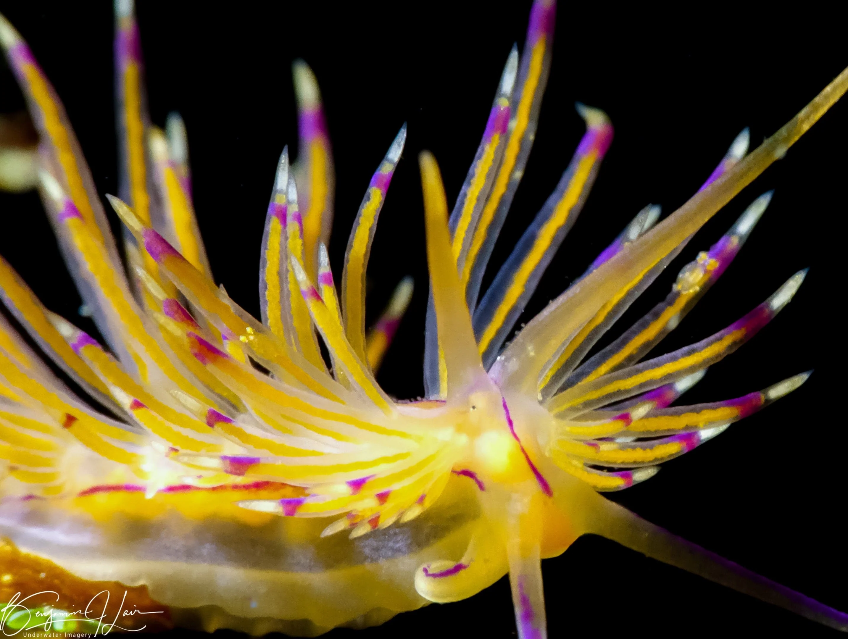 SDI - Underwater Photographer Diver - Image 4