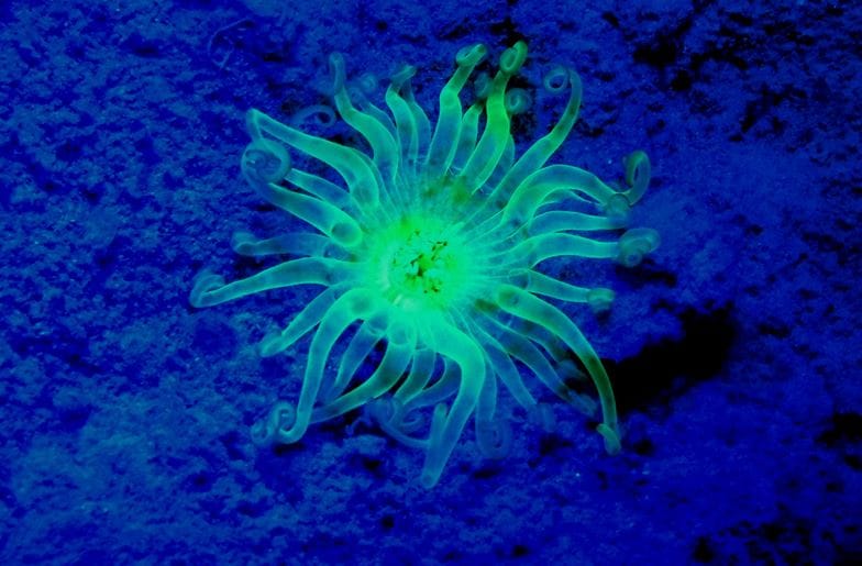 SeaLife - Sea Dragon Fluoro-Dual Beam Light Kit - Image 4