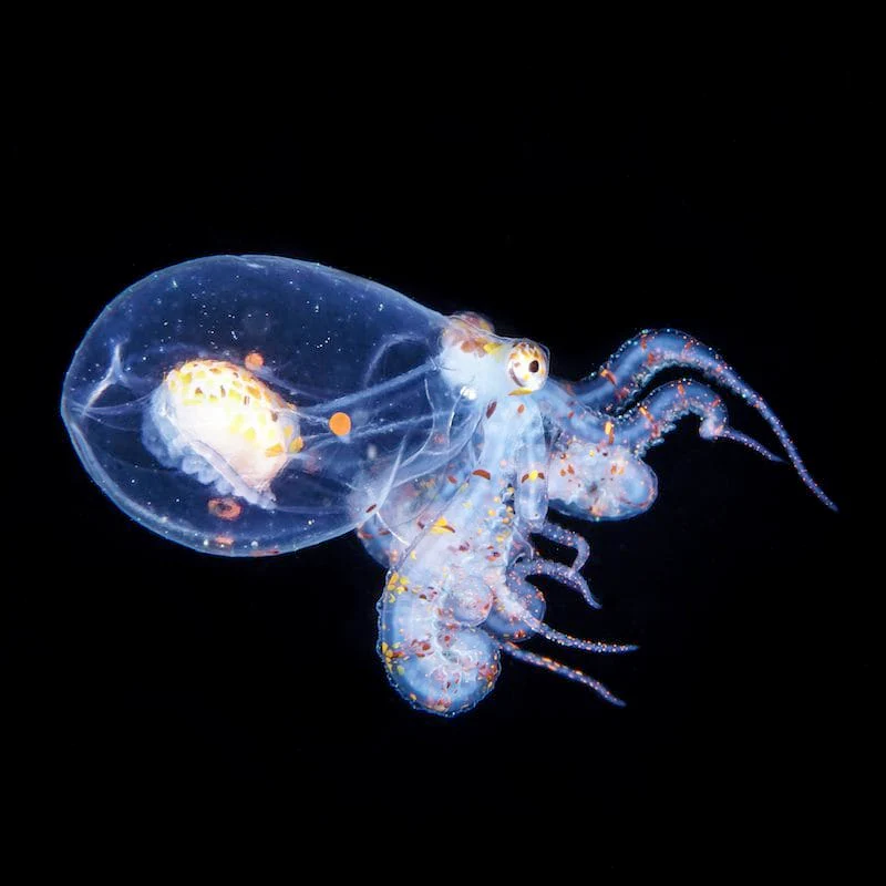 Travel - 8/7-23, 2027 - North Sulawesi, Indonesia: Lembeh, Banka and Bunaken/Manado - Image 10