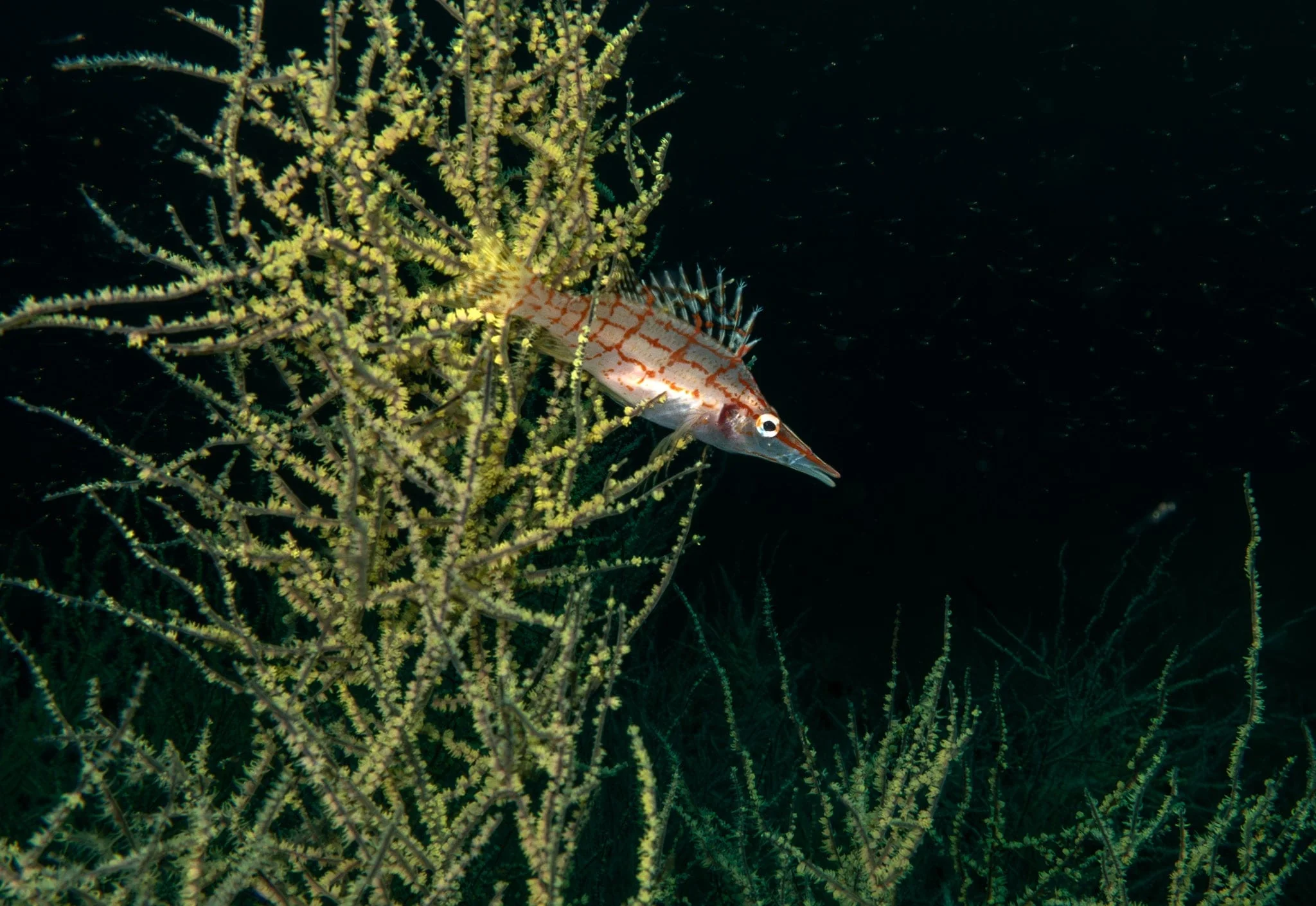 Wednesday - Dive San Carlos - 1 Tank Night Dive - 5:00 PM